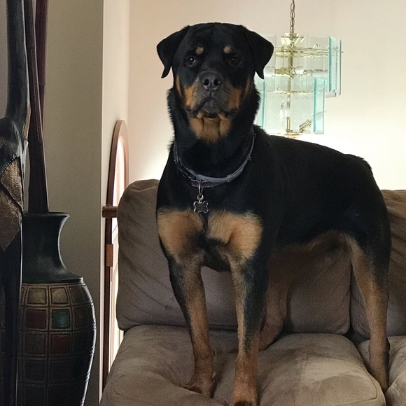 Meet your Posher, Posh - Picture 4 of 14